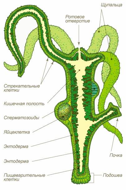 Ссылка на кракена для тора